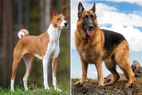 What Happens When You Add a Basenji to a German Shepherd?