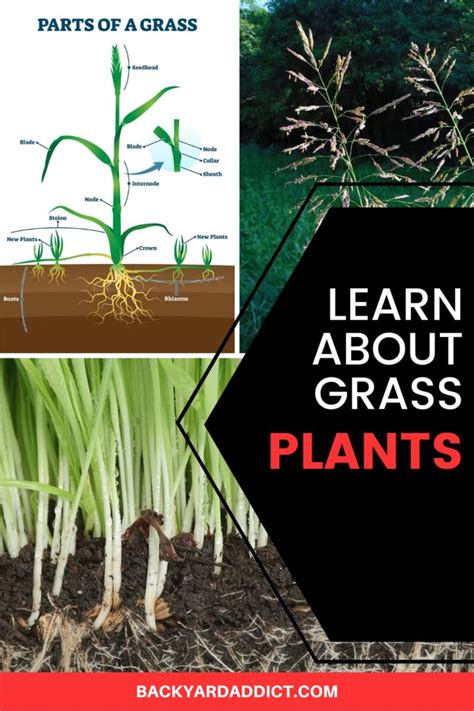 Anatomy of Grass 101: Learn About Grass Plant Parts | Backyard Addict