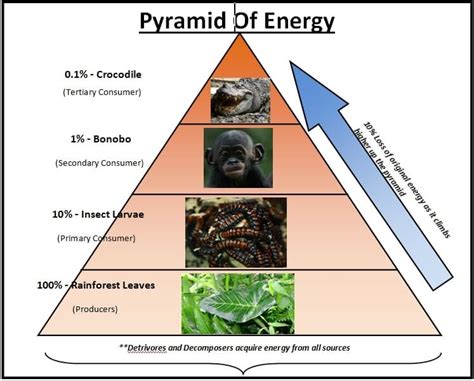 Energy Flow through an Ecosystem: Ecological Pyramids - PMF IAS