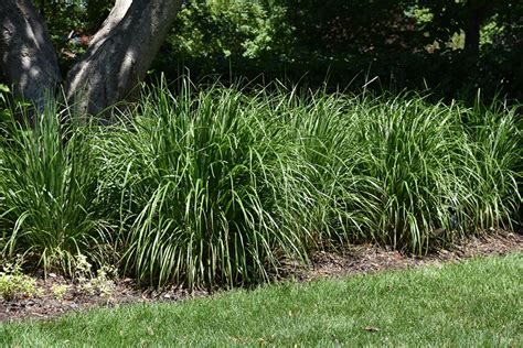 Korean Reed Grass (Calamagrostis brachytricha) in Denver Centennial Littleton Aurora Parker ...