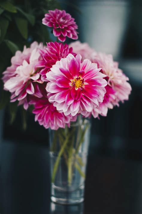 Close-Up Photography Flowers in a Vase · Free Stock Photo
