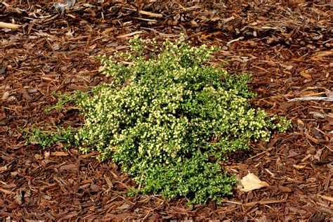 Baccharis pilularis - Dwarf Coyote Bush - Chaparral Broom - New York Plants HQ