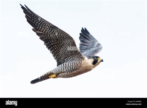 Peregrine falcon in flight Stock Photo - Alamy