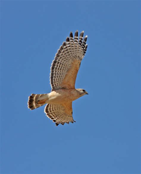 Creature Feature: Red-shouldered Hawk (Buteo lineatus) - Columbus Audubon