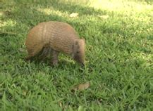 armadillo gifs | WiffleGif