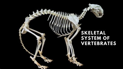 The skeletal system of vertebrates - YouTube