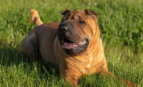 21 Shar-Pei Mixes: Wonderfully Wrinkly Woofers