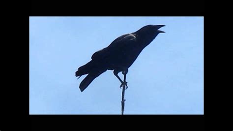 American Crow cawing - YouTube