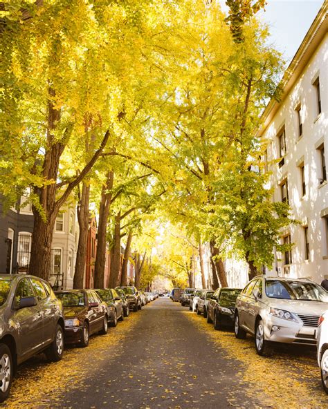 Best Places to See Fall Foliage in Washington DC (Photo Guide)