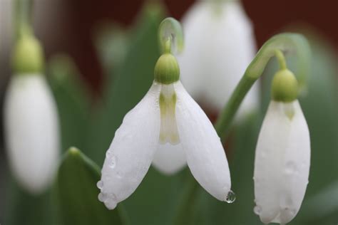 A snowdrop special – 6 pretty Galanthus varieties - The Tea Break Gardener