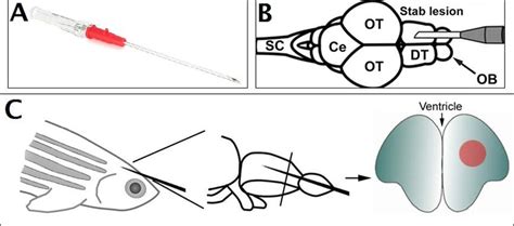 Inducing Brain Regeneration in Adult Zebrafish. (A) Picture of a ...