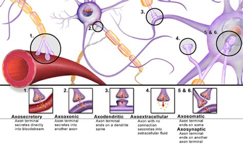 Synapse - Wikipedia