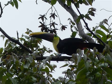 50 Gorgeous Toucan shot live on a hike outside Quepos, Costa Rica ...