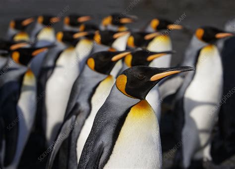 King penguin colony - Stock Image - C048/4738 - Science Photo Library