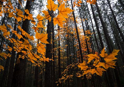 Enlistamos los árboles con las hojas más bonitas del otoño | Architectural Digest