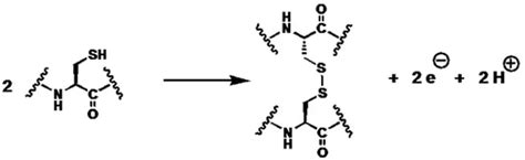 What Is A Disulfide Bond: Formation, Types, Functions