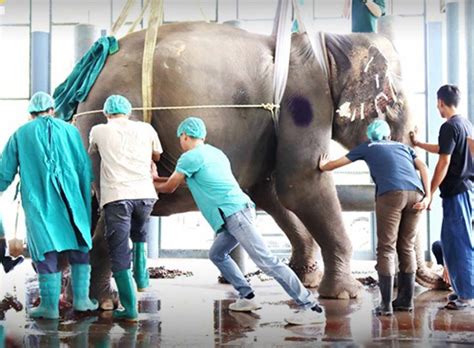 Thailand successful elephant treatment a milestone among global veterinarian community - Pattaya ...