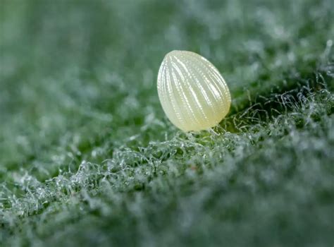 The Life Cycle of a Butterfly - Egg Stage, Larva Stage, Pupa Stage & Adult Stage