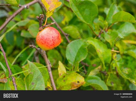 Red Apples On Apple Image & Photo (Free Trial) | Bigstock