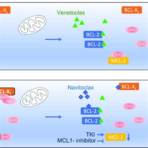 Ongoing registered clinical trials with venetoclax-based treatments in ...