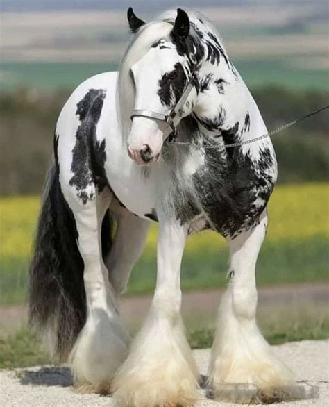 Pinterest | Clydesdale horses, Horses, Horse breeds