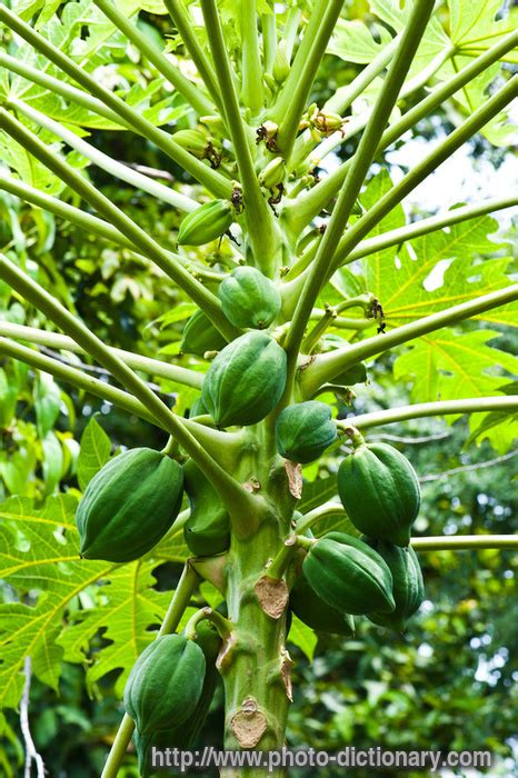 papaya tree - photo/picture definition at Photo Dictionary - papaya tree word and phrase defined ...