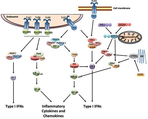 Frontiers | Type I Interferons as Regulators of Lung Inflammation | Immunology