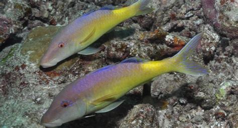 Yellow Goatfish - Singapore Reef Club - Marine Reef saltwater Aquarium tank information ...