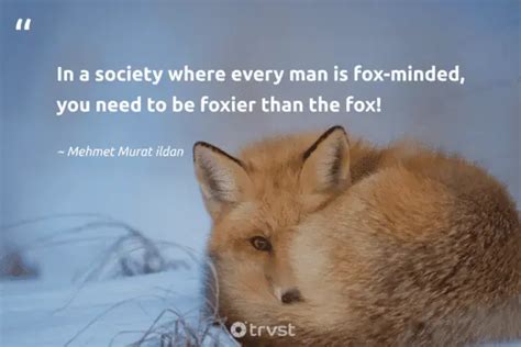 40 Fascinating Fox Quotes about the Clever Canines (2024)