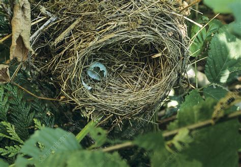 American robin nest - Stock Image - Z892/0246 - Science Photo Library