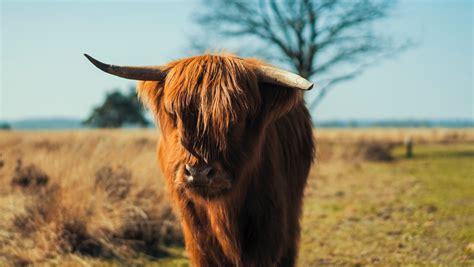 Highland Cow Wallpaper 4k