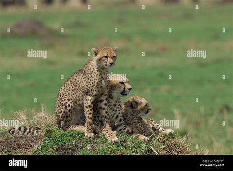 Cheetah mother with cubs Stock Photo - Alamy