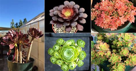 Top 29 Aeonium Types | Best Aeonium Varieties