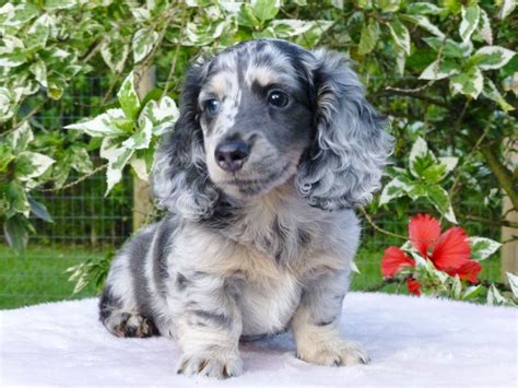 69+ Long Hair Dapple Dachshund For Sale Photo - Bleumoonproductions