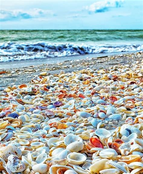 Shell Beach Sanibel Island, Florida, USA: - PixoHub