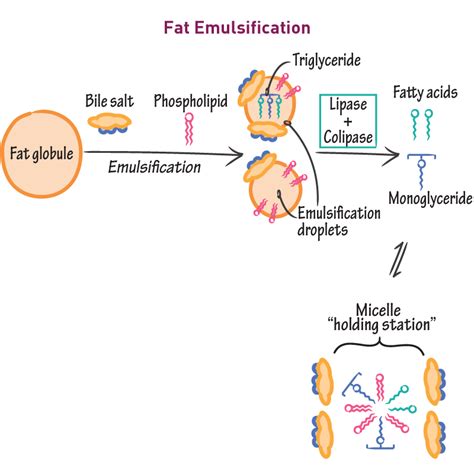 Biochemistry Glossary: Fat Emulsification | Draw It to Know It