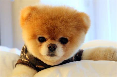 Boo The World's Cutest Dog Wallpapers - Wallpaper Cave