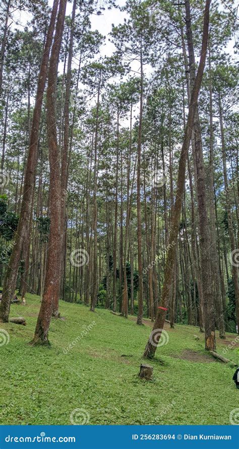 Pine Forest in the Camping Area Stock Photo - Image of fantasy ...