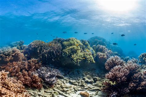 Scientists Find Some Hope for Coral Reefs: The Strong May Survive - The New York Times