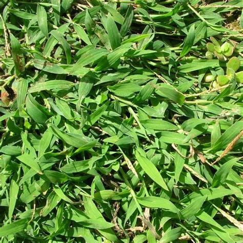 Crabgrass, Southern: A Warm-Season Annual - Phoenix Environmental ...