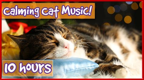 Calming Music For Cats! Soothe Your Cat With Soft Music and Help Them ...