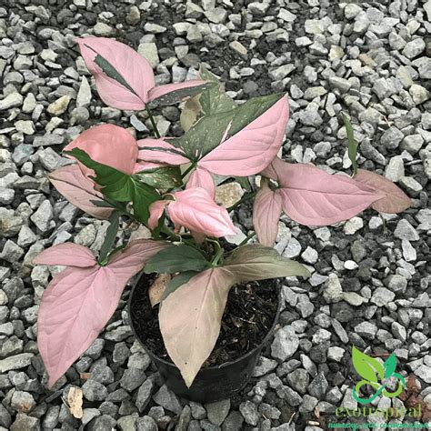 Syngonium Pink Splash – Exotropical