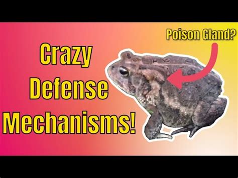 The Interesting Defense Mechanisms of the Southern Toad - YouTube