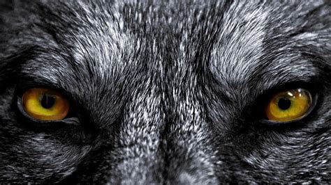 Evil Wolf Wallpapers - Top Free Evil Wolf Backgrounds - WallpaperAccess