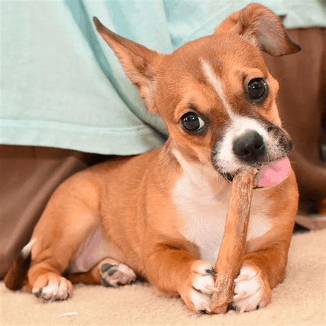 Top 31 Cheeky Chihuahua Mixes You Have to See - PetVR.com