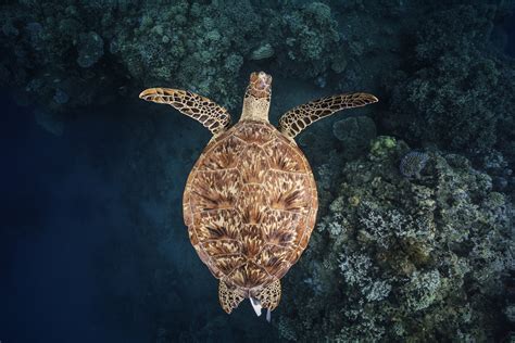 Green Turtle | Sea Turtle Species — The State of the World's Sea Turtles | SWOT