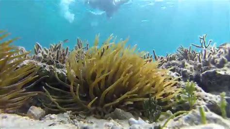 Snorkeling Junkanoo Beach Nassau Bahamas 2015 - YouTube