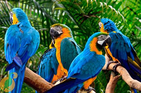 Vẹt Macaw - Thiên Đường Chim