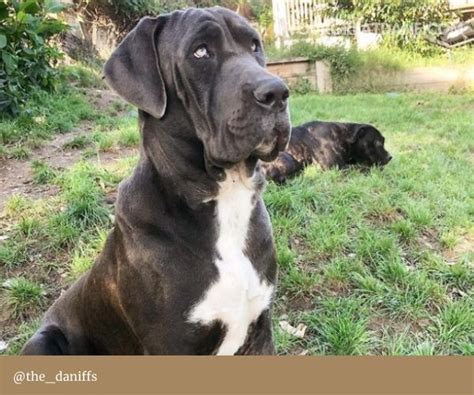 Bullmastiff Great Dane Mix: a large dog for a serious owner - YOUR MASTIFF