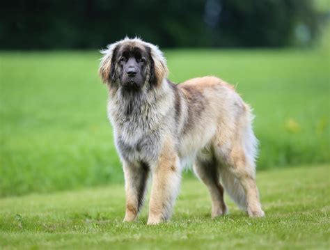 Chien Leonberg